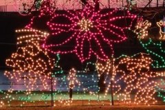 Pointsettia-at-Dusk